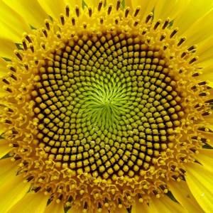 Meet your Posher, Carolyn